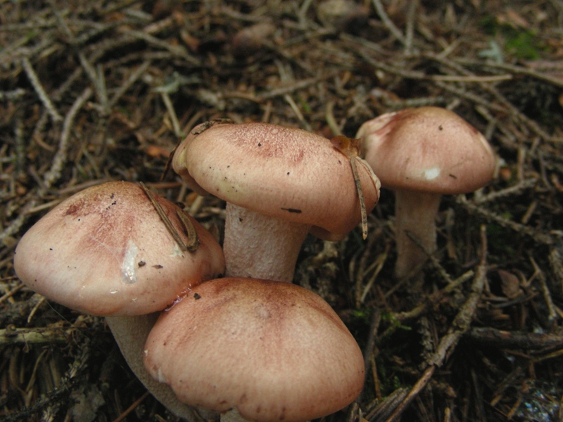 Hygrophorus fragicolor